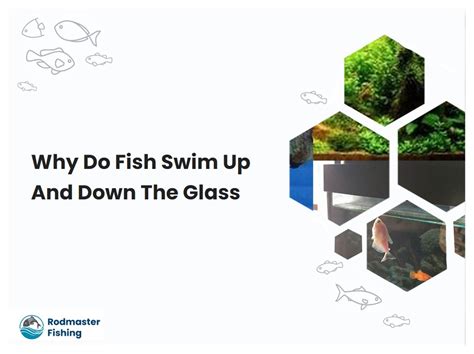 Why Do Fish Swim Up And Down The Glass Rodmasterfishing