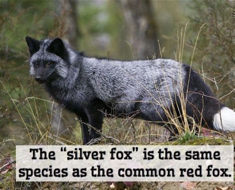 Silver Fox Animal