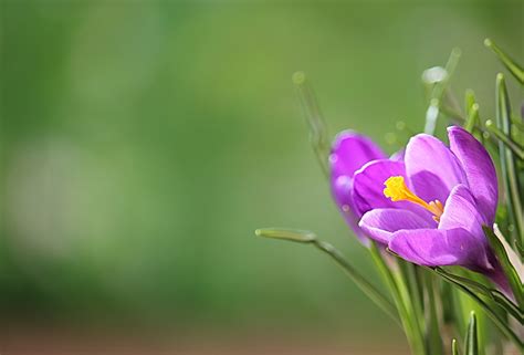 Crocus Wallpapers, Pictures, Images