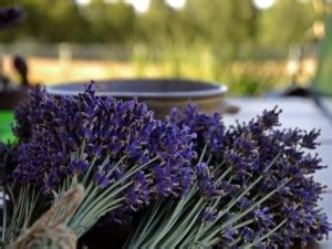 Cosas Que No Sab As Sobre La Lavanda Viveros Don Pedro