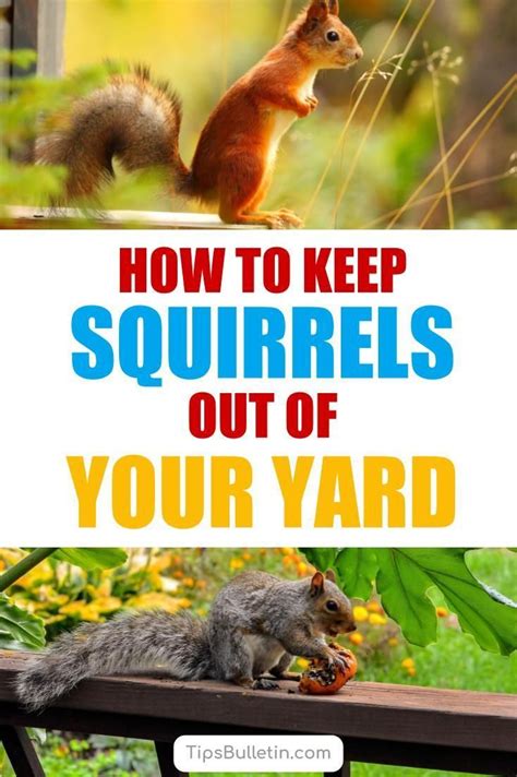 17 Incredibly Easy Ways To Keep Squirrels Out Of Your Yard Get Rid