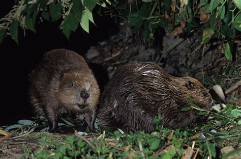 Le Castor D Eurasie DREAL Grand Est