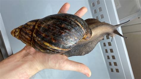 The World S Biggest Snail Can Grow To Be As Long As A Human Arm