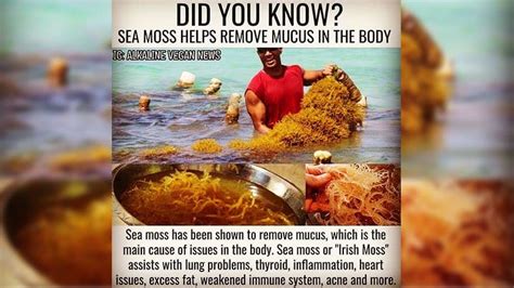 Irish Sea Moss Benefits and Side Effects | Detox & Cure