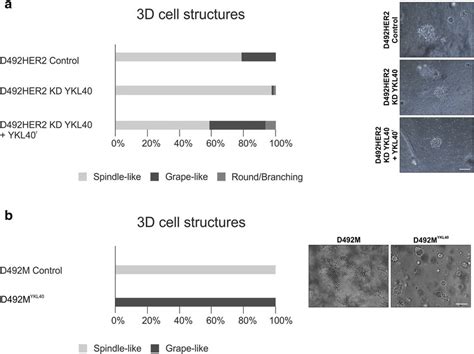 Ykl 40 Affects The Phenotype Of D492 Cell Lines In 3d A Download Scientific Diagram