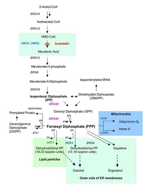 Impact of Yeast Glycosylation Pathway on Cell Integrity and Morphology ...