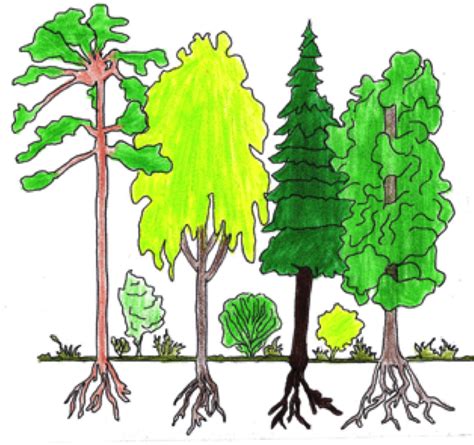 Wald Schichten Diagram Quizlet