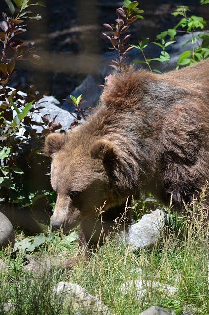 Grizzly Bear Animal Free Photo On Pixabay Pixabay