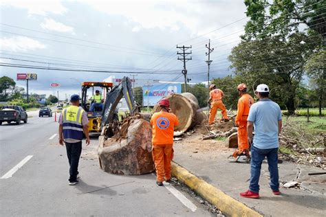 Nextpanama On Twitter Rt Alcaldiadavid Se Tala Rbol Enfermo Para