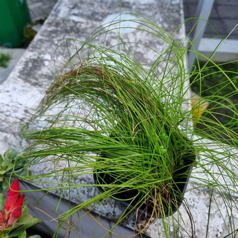 Jual Eleocharis Montevidensis Tropica Shopee Indonesia
