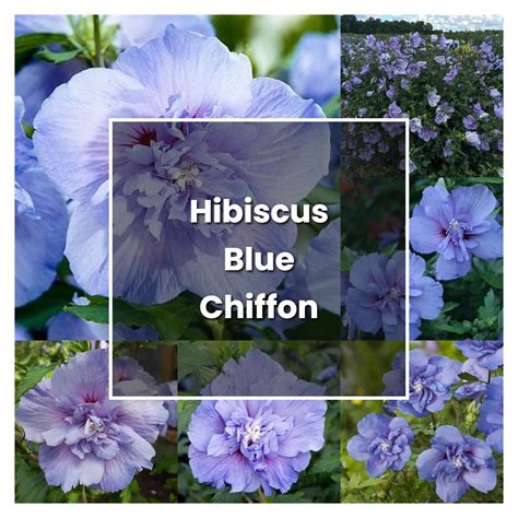 How To Grow Hibiscus Blue Chiffon Plant Care Tips Norwichgardener