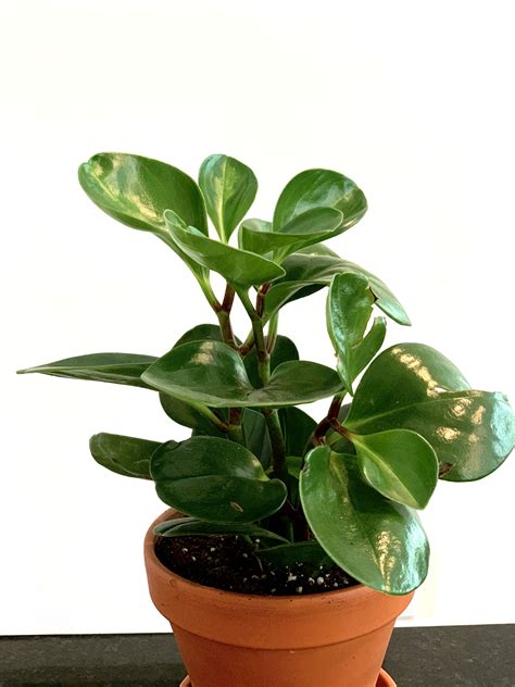 10 Best Non Toxic Houseplants That Are Safe For Children Cats And Dogs