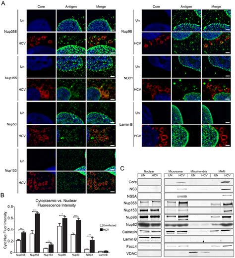 Cytoplasmic Localization Of Nups In Hcv Infected Tissue Culture