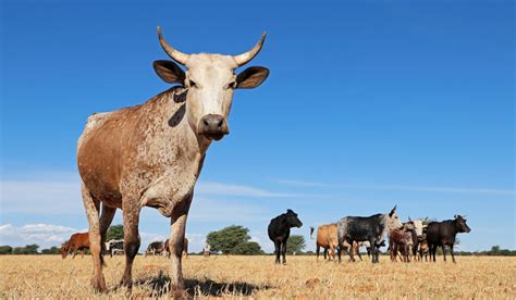 African Cattle Breeds - Farmhouse Guide