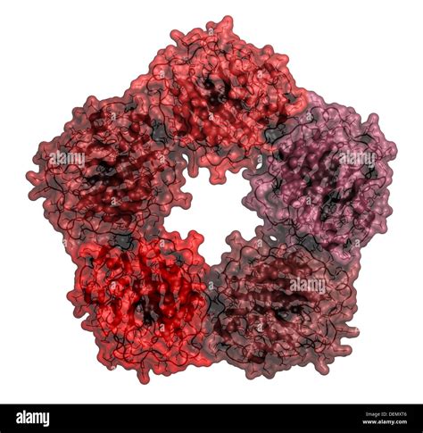 C-reactive protein (CRP, human) inflammation biomarker, chemical ...