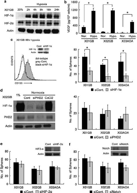 Hypoxia Inducible Factor 1 A Hif 1 A And Vascular Endothelial Growth Download Scientific