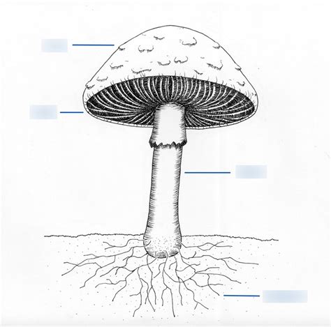 Mushroom Structure Diagram | Quizlet