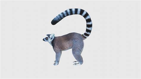 Low Poly Lemur Rigged With Realistic Texture 3d Model Rigged Cgtrader