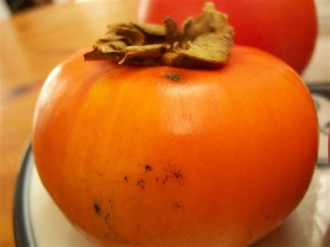 Persimmon - New World Encyclopedia