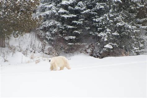 Cochrane Polar Bear Habitat Northeastern Ontario Canada