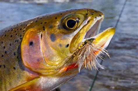 Montana Fly Fishing Montana Trout Outfitters