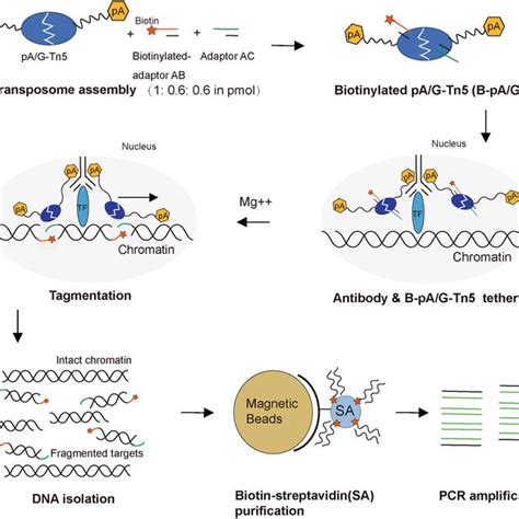 Strategy Of Plant Bcut Tag For Profiling Tfchromatin Interactions