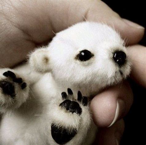 Cute Baby Polar Bear Cute Animal Pics Pinterest