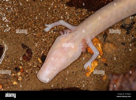 Olm Proteus Anguinus Anguinus Slovznia Stock Photo Alamy