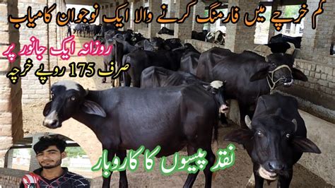 Successful Katta Farming Profitable Business In Pakistan How To