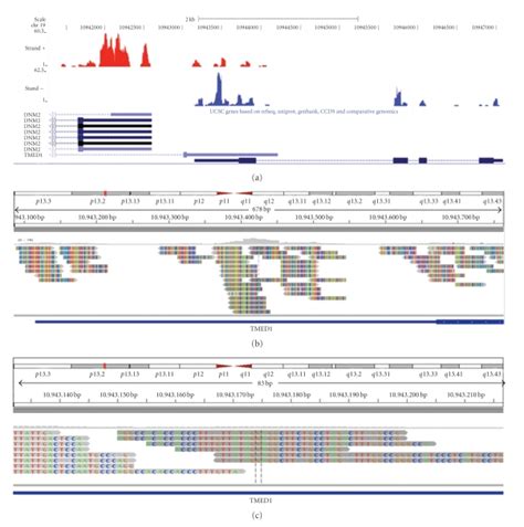 Strand Specific Read Distribution In Ucsc Genome Browser And Igv A