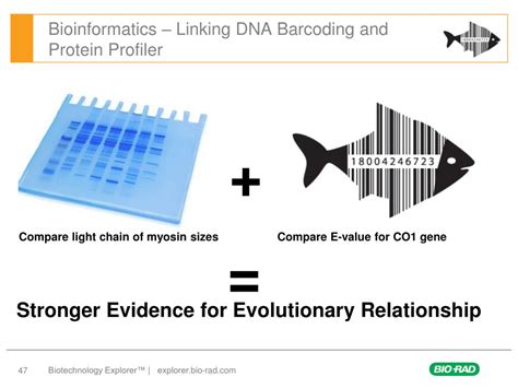 Ppt Generate A Dna Barcode And Identify Species Is There Something