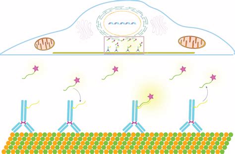 D Multiplexed Super Resolution Imaging With Dna Paint And The Vutara