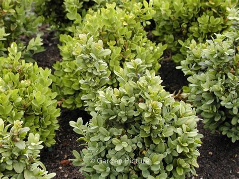 Buxus Sempervirens Blauer Heinz Plantentuin Esveld