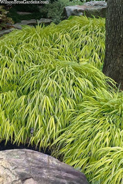 Buy Golden Japanese Forest Grass Hakonechloa Macra Aureola Free Shipping Wilson Bros