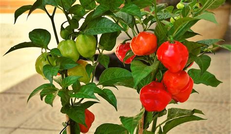 Mastering the Art of Home Capsicum Cultivation: Strategies and Insights ...