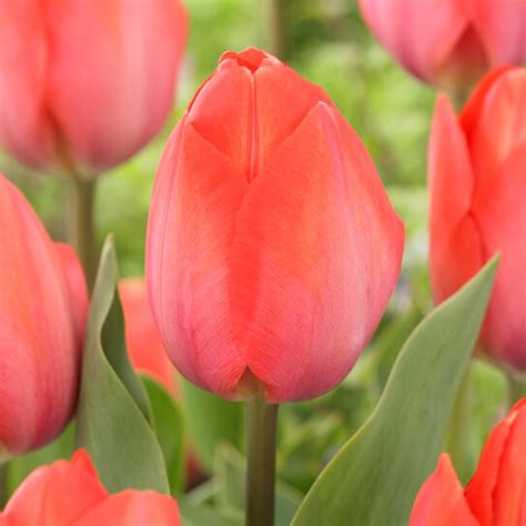 Tulip Orange Van Eyck Sea Change Farm Flower Store