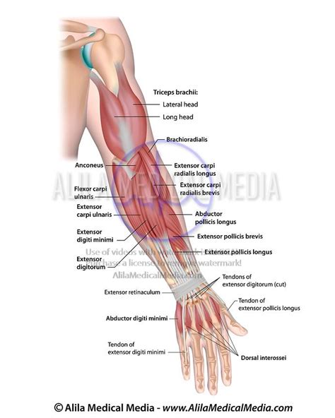 Muscles Of Posterior Arm Diagram Quizlet Atelier Yuwa Ciao Jp