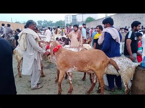 Wednesday Update Bakra Mandi Lahore Shahpur Kanjra Mandi