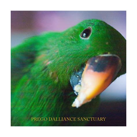 Krishna Eclectus Parrot Parrot Beautiful Birds Birds Of Paradise