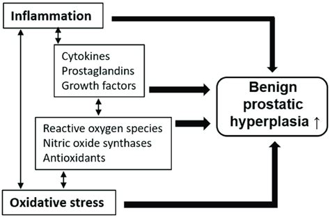 Benign Prostatic Hyperplasia Pathophysiology Diagram