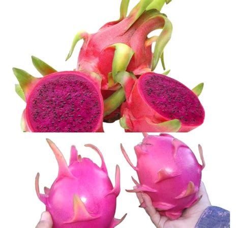 Muda De Pitaya Pitaia Branca E Roxa Kit Muda Brinde