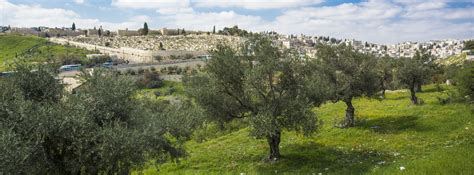 3 Major Reasons to Support Planting Trees in Israel - Sponsor an Olive ...