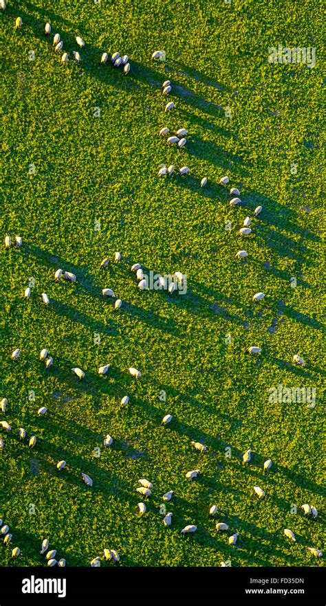 Aerial View Herd Sheep Hi Res Stock Photography And Images Alamy