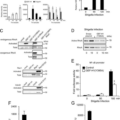 GEF H1 and NOD1 are required for NF κB activation by muropeptides and