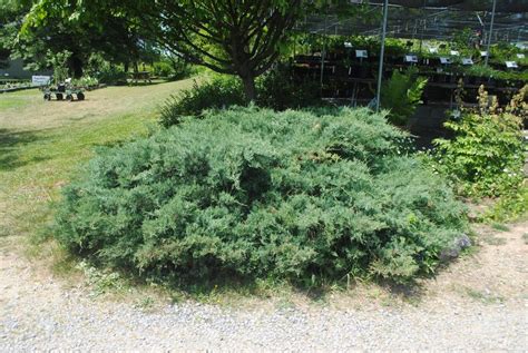 Photo Of The Entire Plant Of Eastern Red Cedar Juniperus Virginiana
