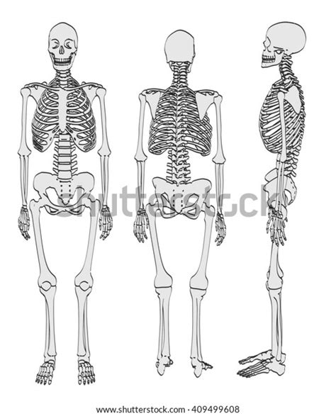 2d Cartoon Illustration Female Skeleton Stock Illustration 409499608