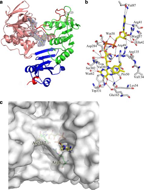 A The Crystal Structure Of Arr The Fad Binding Domain Nad Binding