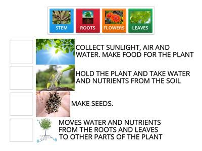 Parts Of A Plants Recursos De Ensino