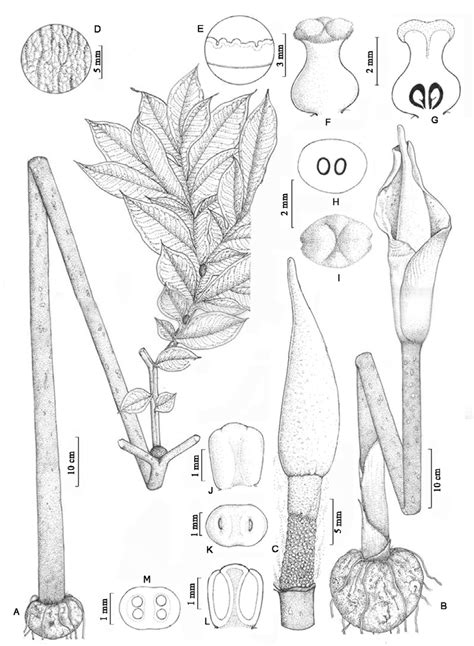 Amorphophallus Commutatus