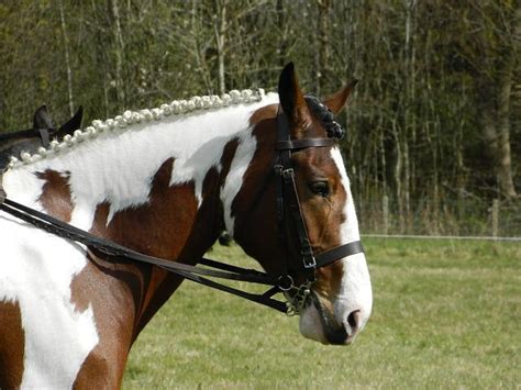 Noms Pour Chevaux M Les Et Femelles